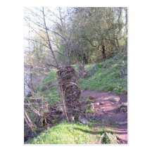 Arbre d'inondation d'Abergavenny [carte postale]