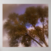 Arbre doux posters