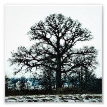 Arbre majestueux dans la neige tirages photo