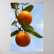 Arbre orange de la Floride Affiche
