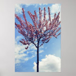 Arbre rose de fleurs de cerisier affiche