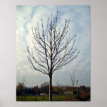 Arbre sec dans le jardin posters