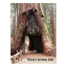 Arbre Yosemite de tunnel Cartes Postales