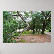 Arbres Posters