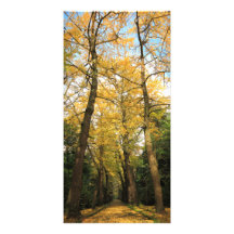 Arbres de ginkgo biloba photocarte