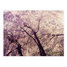 Arbres de ressort de Central Park Carte Postale