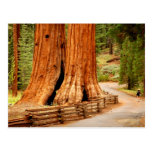 Arbres de séquoia de Yosemite Cartes Postales