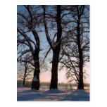 Arbres d'hiver sur l'arrière - plan de ciel bleu cartes postales