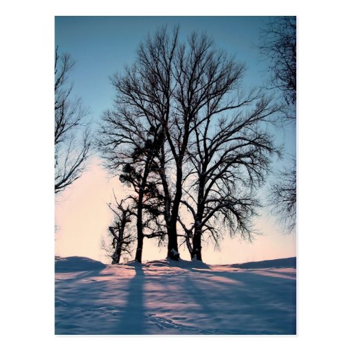 Arbres d'hiver sur l'arrière - plan de ciel bleu carte postale