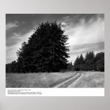 Arbres et route, février 1966, Ansel Adams Posters