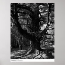 Arbres, UC Santa Cruz, 1963 Poster
