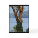"Arbutus Tree" Greeting Card