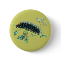 Arctia caja caterpillar