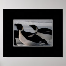 Arctic and Antarctic penguins art on canvas print