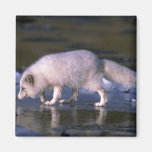 Arctic Fox foraging along icy river Refrigerator Magnets
