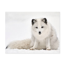 Arctic Fox in the Snow Postcard