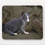 Arctic Fox kit Mouse Pad