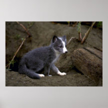 Arctic Fox kit Poster