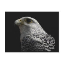 Arctic Gyrfalcon Post Cards