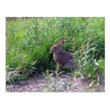 Arctic Hare Post Cards
