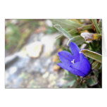 Arctic Harebell Card