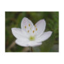 Arctic Starflower, Trientalis europaea Post Cards