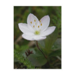 Arctic Starflower, Unalaska Island Post Card