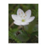 Arctic Starflower, Unalaska Island Post Card