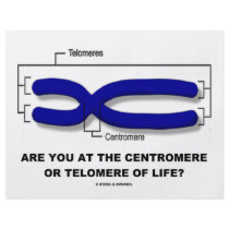 Are You At The Centromere Or Telomere Of Life?