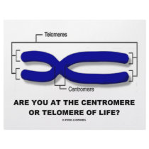 Are You At The Centromere Or Telomere Of Life?