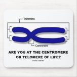Are You At The Centromere Or Telomere Of Life?