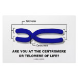 Are You At The Centromere Or Telomere Of Life?