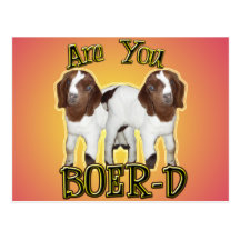 ARE YOU BOER-D YET? POSTCARD