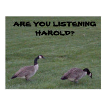 ARE YOU LISTENING HAROLD? postcard