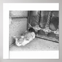 Argentina street cat posters