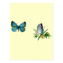 Argiolus de Celastrina (mâle) Carte Postale