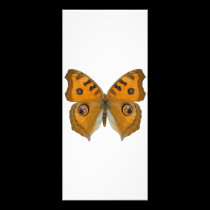 Argus Butterfly rack cards