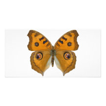 Argus Butterfly Photo Greeting Card
