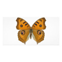 Argus Butterfly