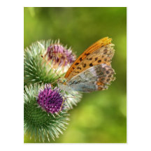 Argynnis Paphia Butterfly on Carduoideae Flower Postcards