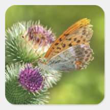 Argynnis Paphia Butterfly on Carduoideae Flower Square Sticker