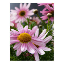 Argyranthemum frutescens Marguerite Daisies Post Cards