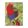 Aria Grand Eclectus Parrot