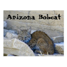 Arizona Bobcat Postcard