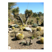 Arizona / Cactus Postcard