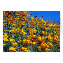 ARIZONA DESERT POPPIES CARD
