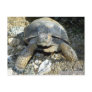 Arizona Desert Tortoise Postcard