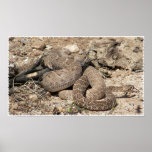 Arizona Diamondback & Mojave Rattlesnake Print