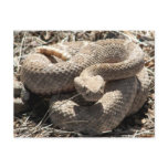 Arizona Diamondback Rattlesnake Post Cards
