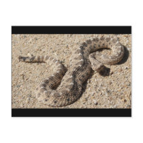 Arizona Horned Sidewinder Rattlesnake Postcards
